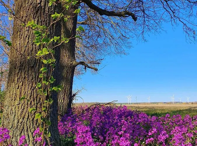 Casa vacanze In Coswig 3105 Mollensdorf